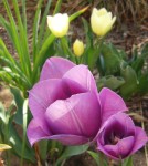 Tulips In Tech Way Grama Bed