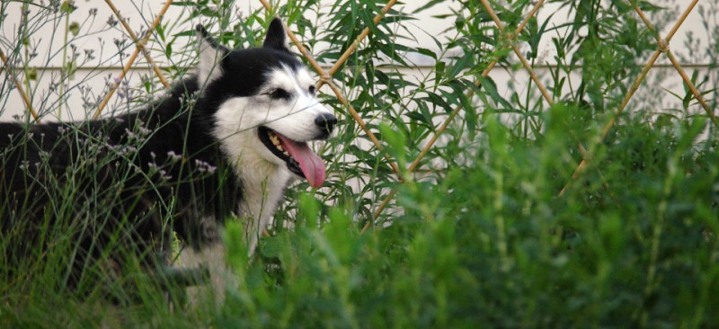 Our Gardens Co-Exist With Your Furry Friends