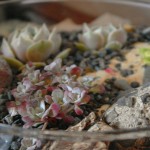 'Homage To Shore' Terrarium with Found Stones and Sand