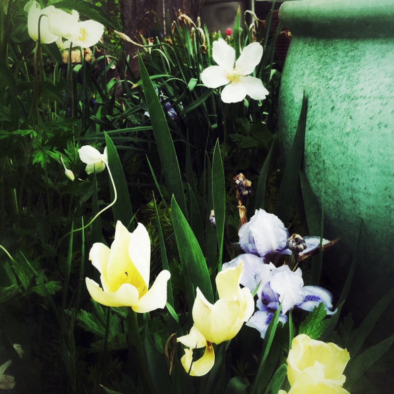 Tulilps, Iris, Anemone